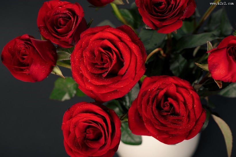 红色的玫瑰花图片