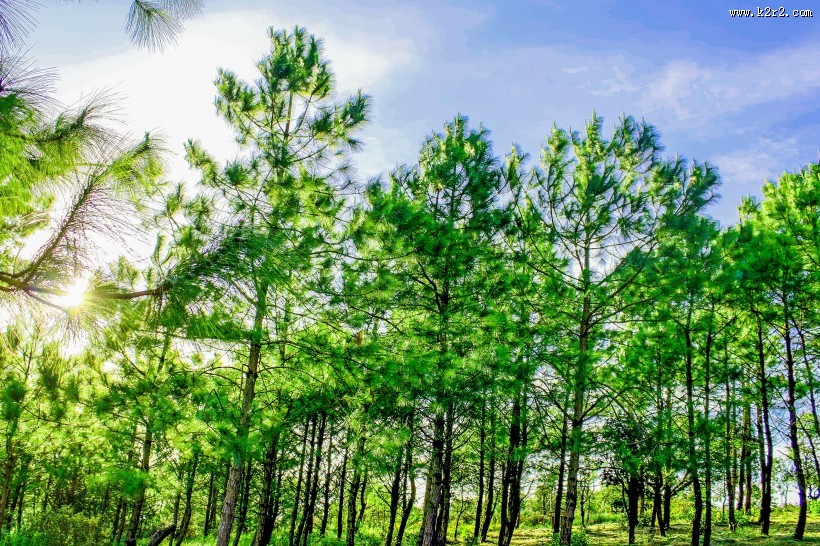 绿油油的树图片大全