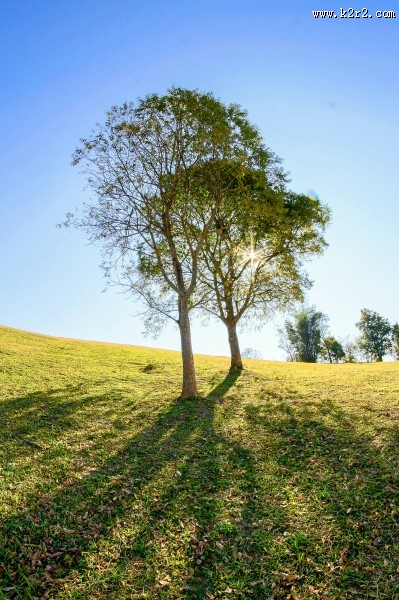 绿油油的树图片大全