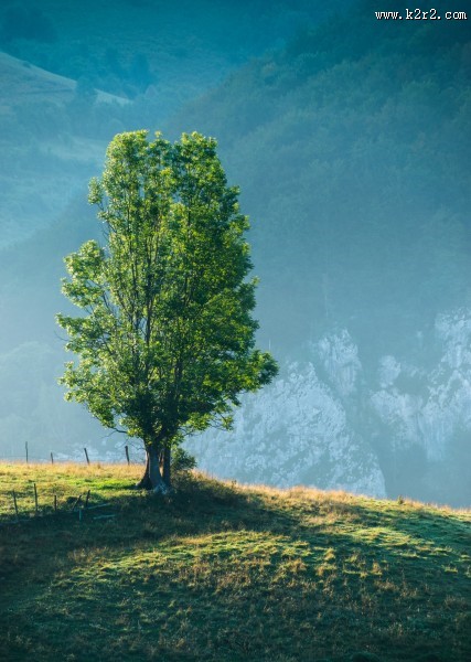 绿油油的树图片大全