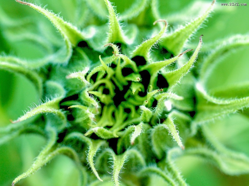 绽放的向日葵花图片