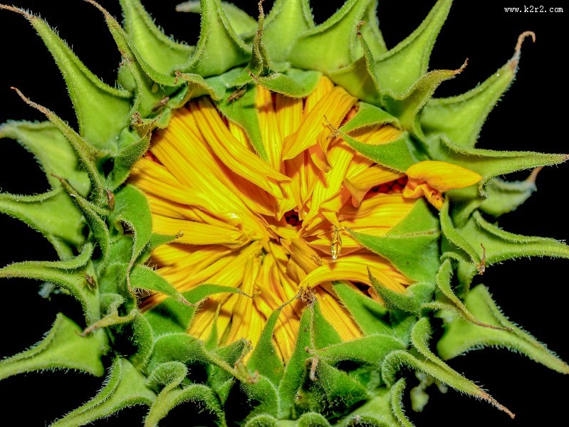 绽放的向日葵花图片