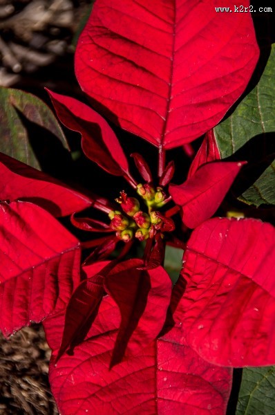 热情似火的一品红图片