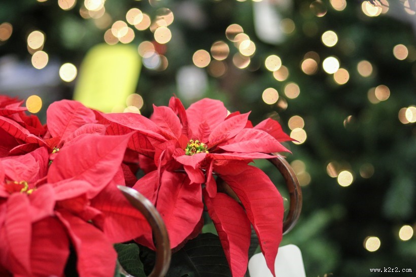 热情似火的一品红图片