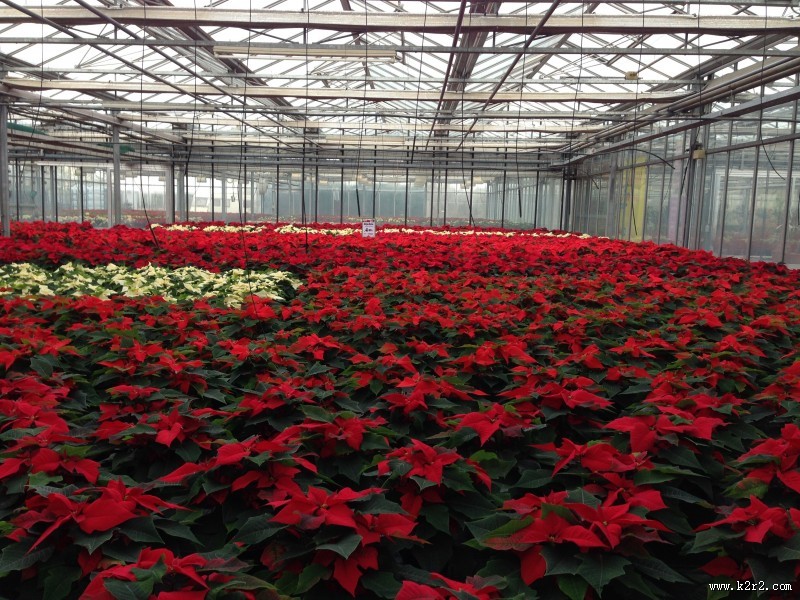 热情似火的一品红图片