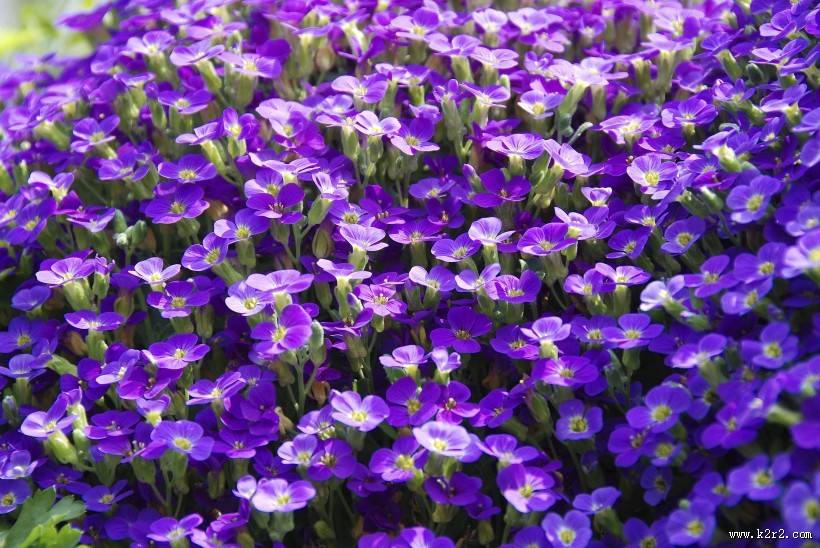盛开的紫罗兰图片