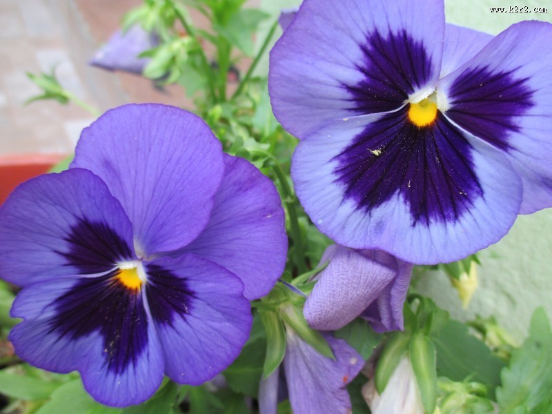 盛开的紫罗兰图片