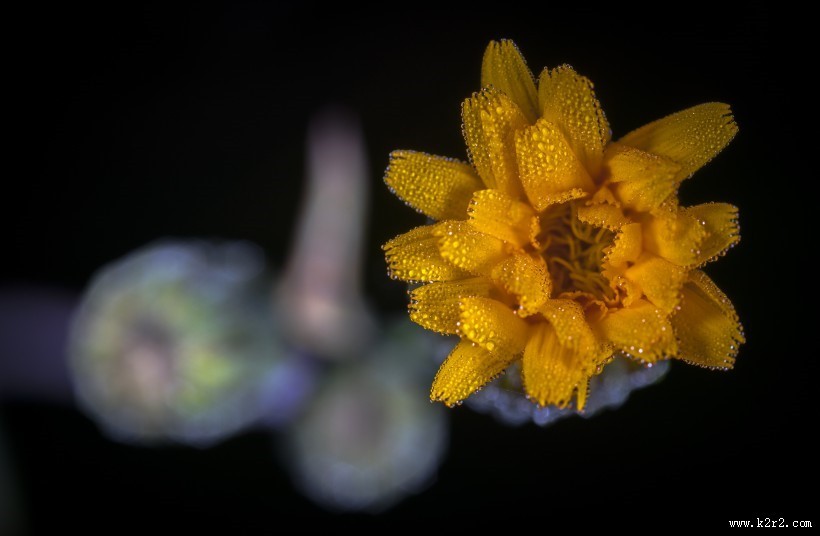 微距拍摄的花朵图片