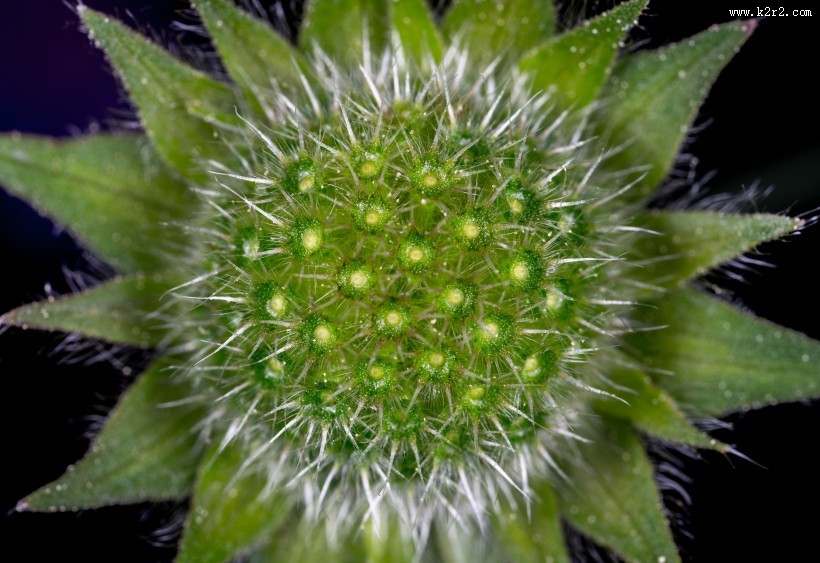 微距拍摄的花朵图片