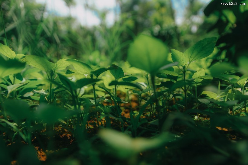 深色的绿叶图片大全