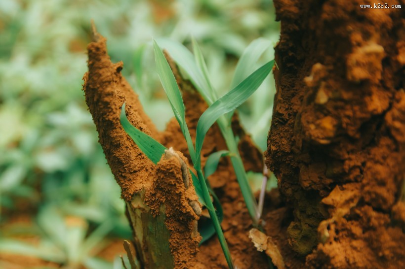 深色的绿叶图片大全