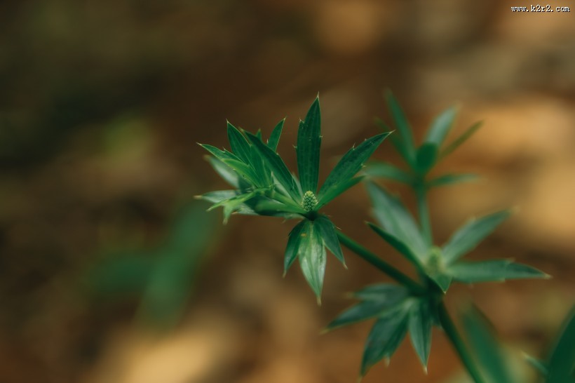 深色的绿叶图片大全