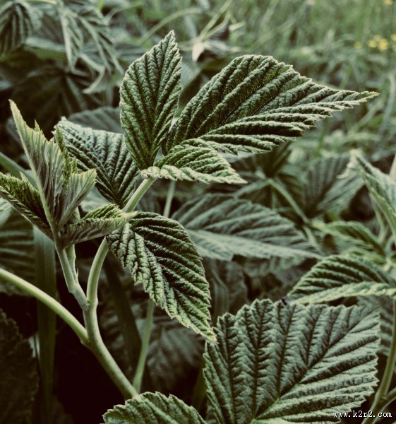 深色的绿叶图片大全