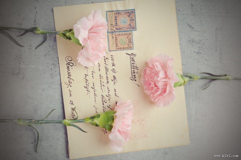 温馨淡雅的康乃馨图片大全