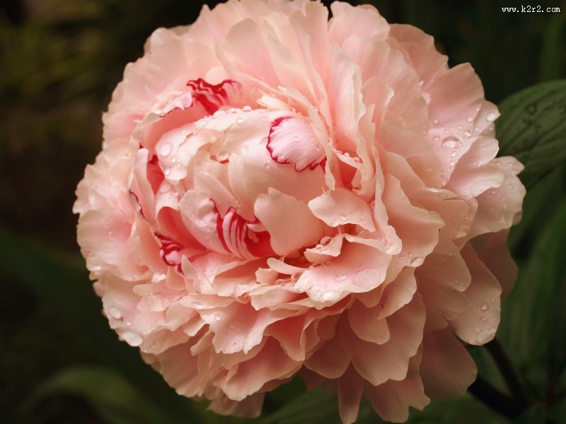 温馨淡雅的康乃馨图片大全