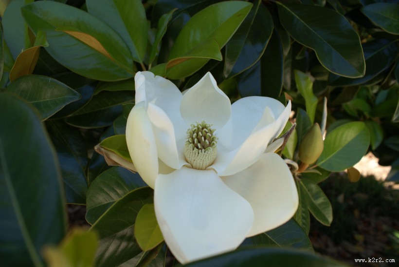 洁白的广玉兰图片