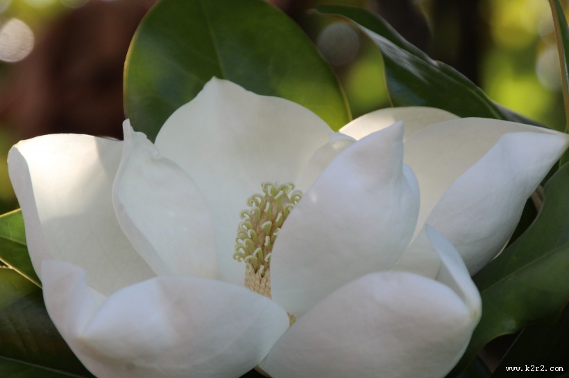 洁白的广玉兰图片