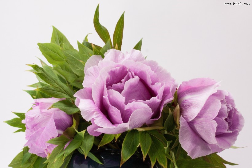 高贵的牡丹花图片
