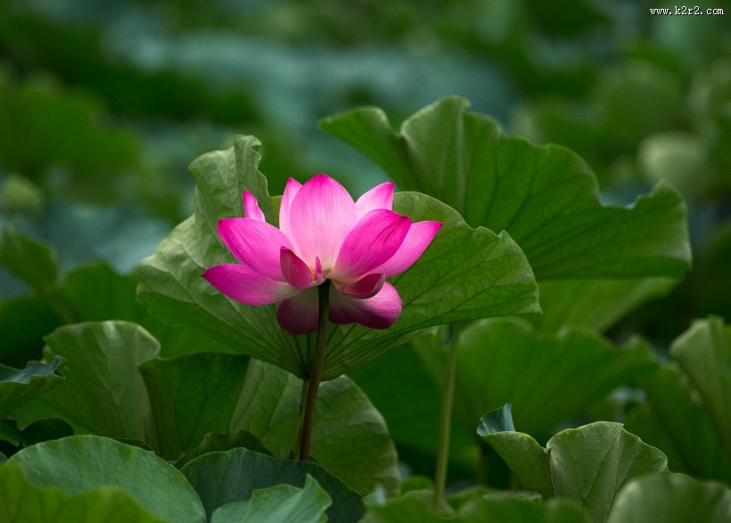 怒放盛开的荷花图片大全
