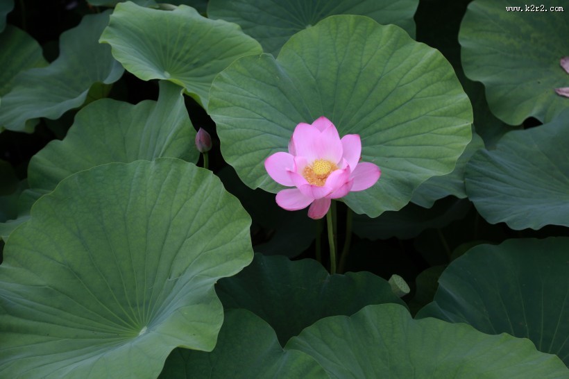 怒放盛开的荷花图片大全