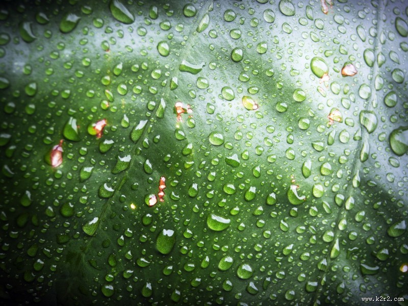 叶子上的水珠图片大全