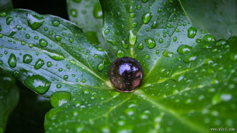 叶子上的水珠图片大全