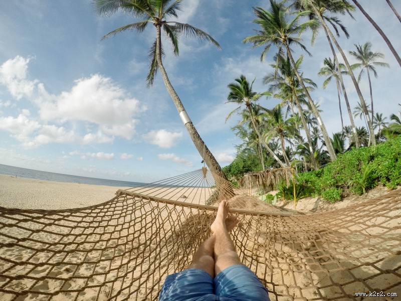 常绿乔木椰子树图片