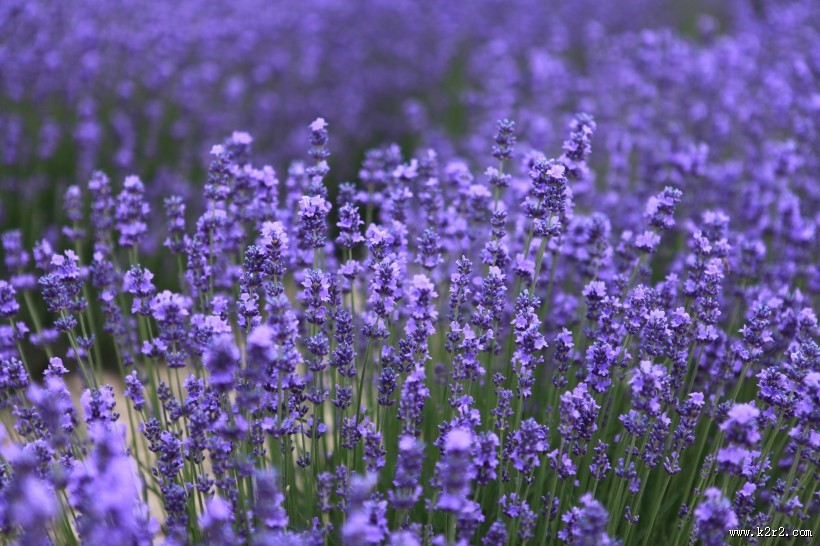 清新典雅的薰衣草图片