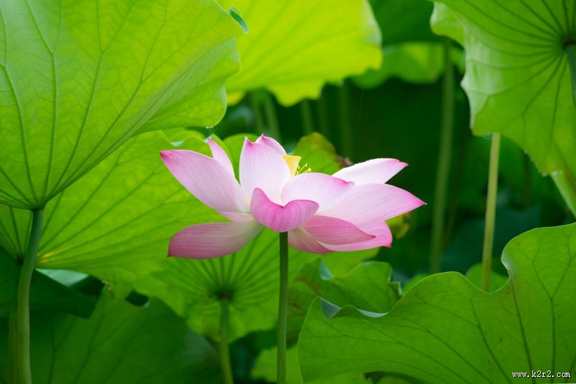 盛开的美艳荷花图片