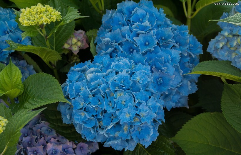 蓝色的绣球花图片