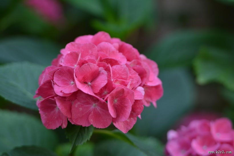 粉红色的绣球花图片大全