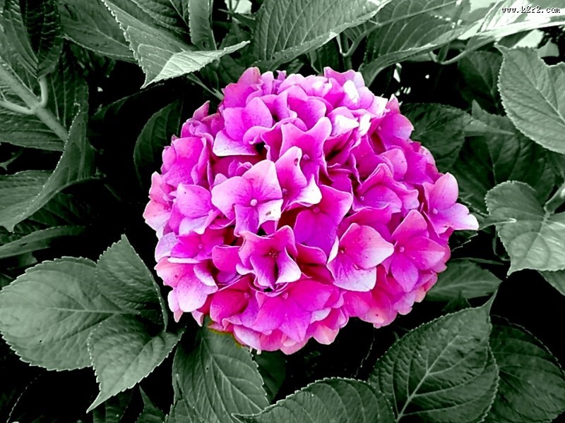 粉红色的绣球花图片大全