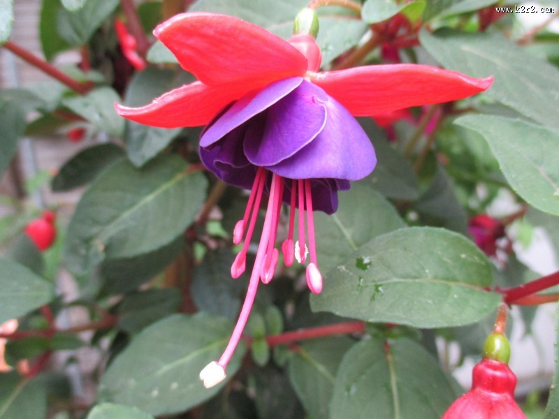 鲜艳的倒挂金钟图片大全