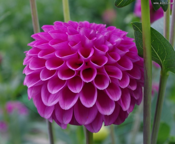 多种颜色的大丽花图片大全