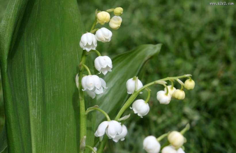 白色的铃兰图片