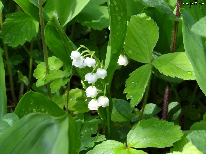 白色的铃兰图片