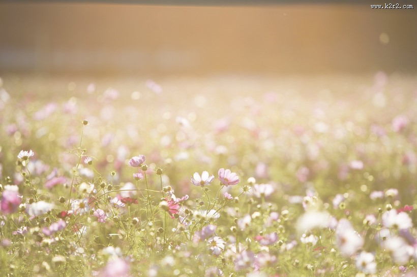 唯美小清新植物图片