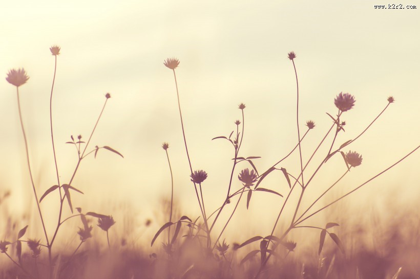 唯美小清新植物图片