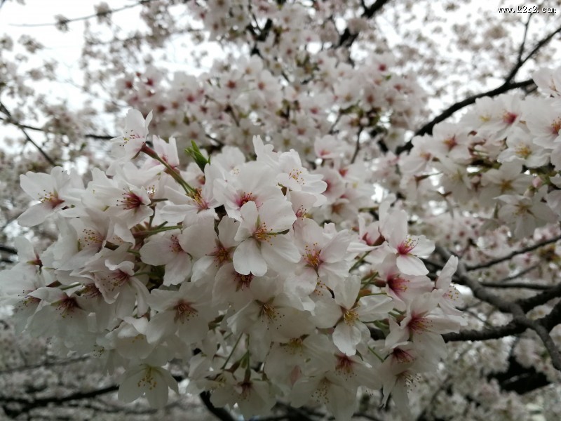 洁白似雪的樱花图片