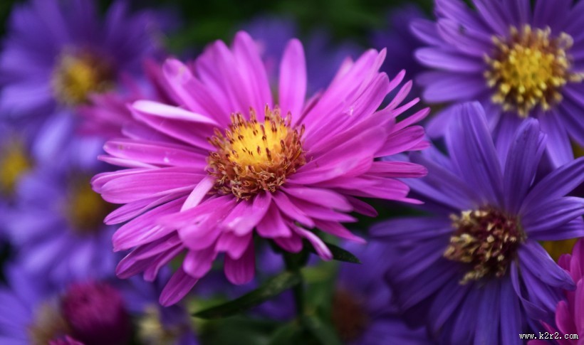 绽放的花朵图片