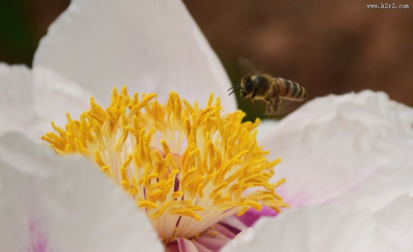 绽放的花朵图片