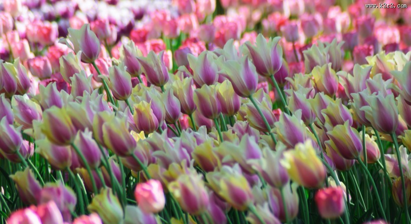 美丽的郁金香花丛图片