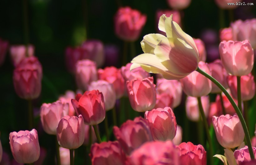 美丽的郁金香花丛图片