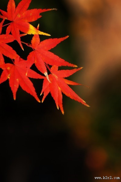 秋季唯美枫叶图片