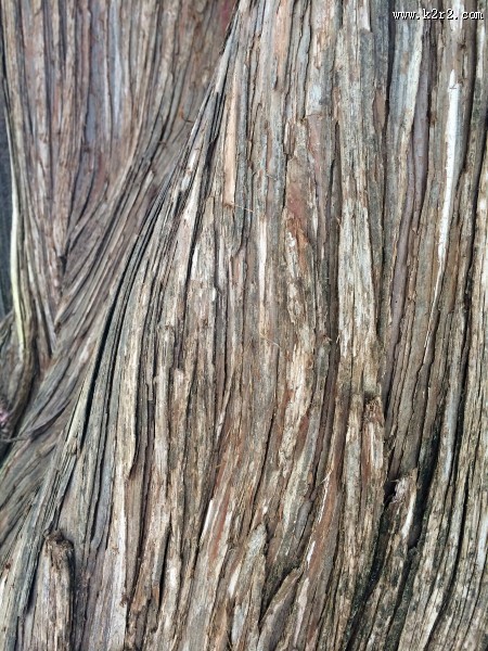 纹络各异的树皮图片