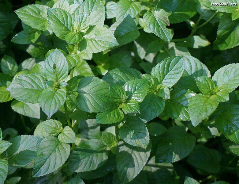翠绿薄荷叶图片大全