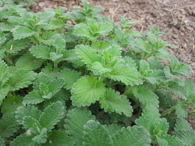 翠绿薄荷叶图片大全