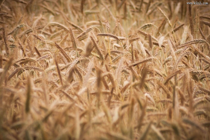 成熟的小麦图片