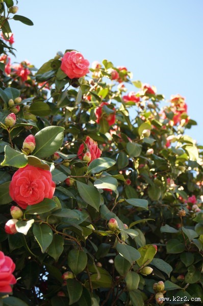 红色的茶花图片