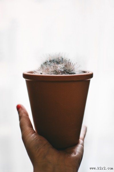 室内绿植盆栽图片